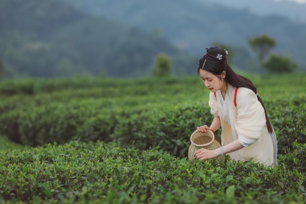 深圳格力空調(diào)廠在哪里